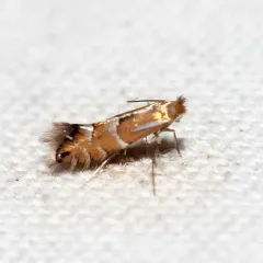 Phyllonorycter viburnella thumbnail 2