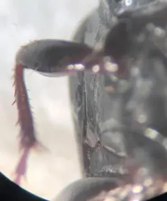 Pterostichus luctuosus thumbnail 4