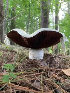 Macro Mushroom thumbnail 2