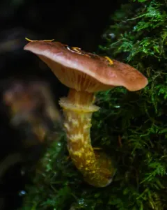 Armillaria sinapina thumbnail 2