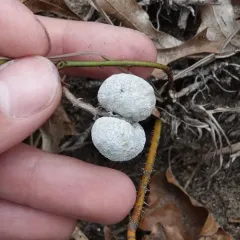 Neolasioptera farinosa thumbnail 3