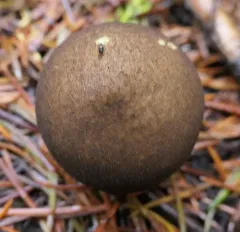 Umber-brown Puffball thumbnail 2