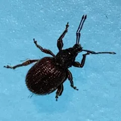 Rough strawberry root weevil thumbnail 4