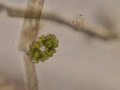 Euastrum bidentatum thumbnail 3