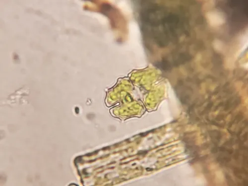 Euastrum elegans