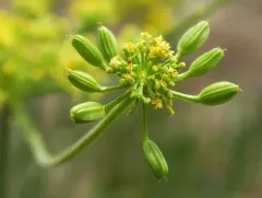 Succor Creek parsley thumbnail 1