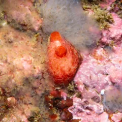 Blood Drop Sea Squirt thumbnail 2