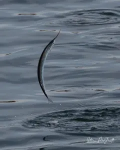Atlantic Saury thumbnail 3