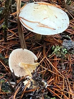 Hebeloma hiemale thumbnail 2