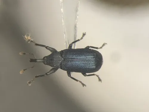 Magdalis austera