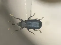 Magdalis austera thumbnail 1
