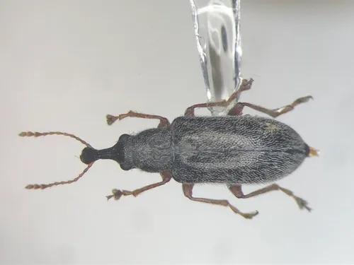 Cimberis pilosa