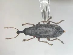 Cimberis pilosa thumbnail 1