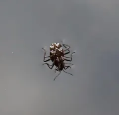 Microvelia americana thumbnail 4