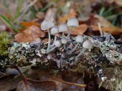 Mycena abramsii thumbnail 3