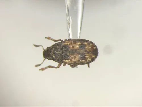 Smut Fungus Weevil