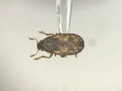 Smut Fungus Weevil thumbnail 1