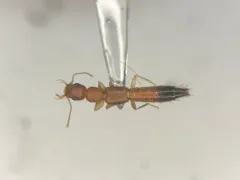 Black-tailed Tomcat Rove Beetle thumbnail 2