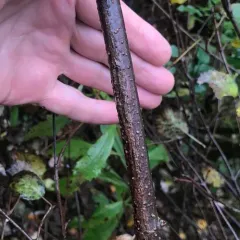 Marmara viburnella thumbnail 1
