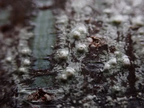 Pertusaria sommerfeltii