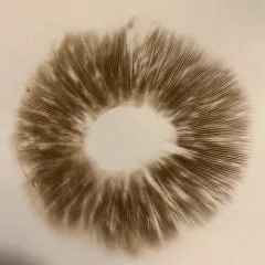 Yellow Stainer thumbnail 1