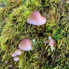purple-edge bonnet thumbnail 3