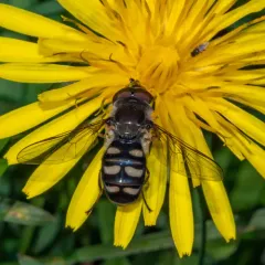 Bare-winged Aphideater thumbnail 2