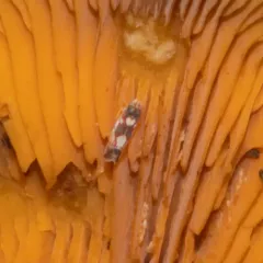 Erythroneura elegans thumbnail 3