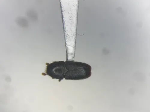 Apple Tree Beetle