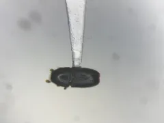 Apple Tree Beetle thumbnail 1