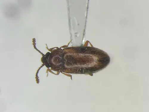 Cryptophilus obliteratus
