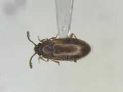 Cryptophilus obliteratus thumbnail 1