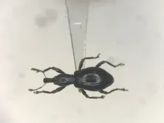 Chevrolat's Myrmex Weevil thumbnail 2