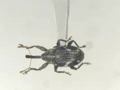 Anthonomus lecontei thumbnail 1