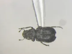 Ormiscus saltator thumbnail 2