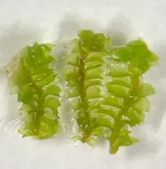 Tumid Notchwort thumbnail 3