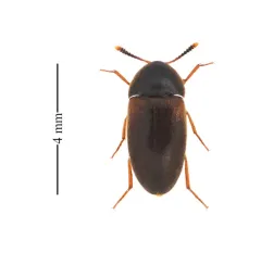 Pseudoholostrophus discolor thumbnail 2