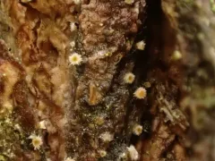 Parachnopeziza miniopsis thumbnail 2