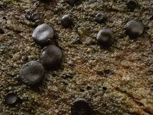 Sclerococcum stygium
