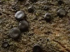 Sclerococcum stygium thumbnail 1