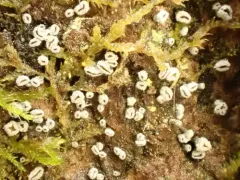 Proliferodiscus pulveraceus thumbnail 2