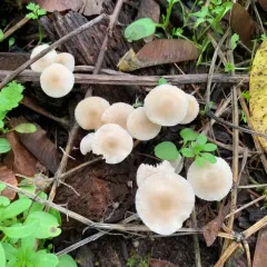 common bonnet thumbnail 3