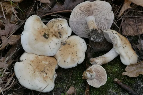 Hebeloma mackinawense