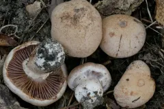 Cortinarius subpulchrifolius thumbnail 1