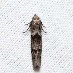 Hypatopa simplicella thumbnail 2