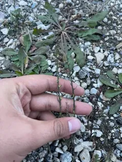 Annual Thymelaea thumbnail 1