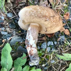 Brown Birch-bolete thumbnail 1