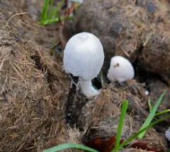 Snowy Inkcap thumbnail 3