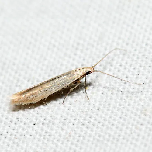 Coleophora fagicorticella