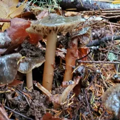 Phaeocollybia olivacea thumbnail 2